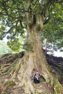 金丝楠木表面如何处理 (金丝楠木表面上的漆是什么？)